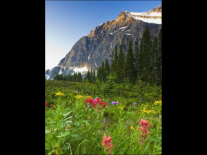 Wildflowers in Cavell Meadows with View of Mount Edith Cavell Jasper ...