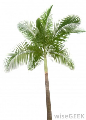 different palm trees with names different types of palm trees in ...