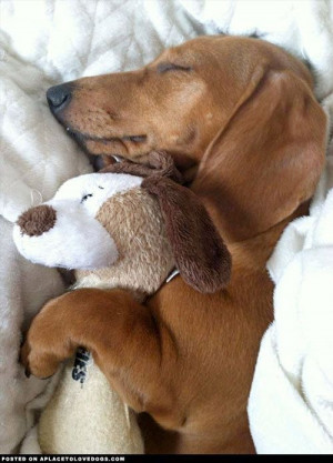 Found on theilovedogssite.com