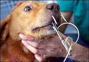 ... on Réunion Island employ live dogs as bait for shark-fishing