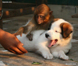 搞笑狗狗和猴子