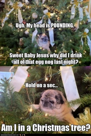 funny dog christmas tree meme am I in a christmas tree Imgur Tumblr ...