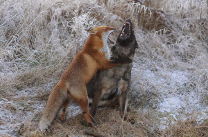 Fox Hunting Dogs Breeds