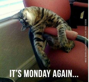 funny-cat-pics-monday-again