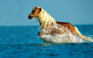 Home - Wallpapers / Photographs - Animals - Horse in the sea