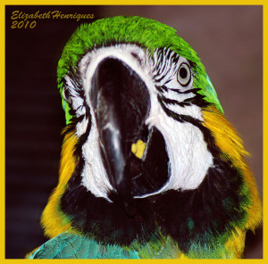 Parrot Heads Mariquasunbird