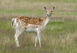 Related Pictures fallow deer wallpaper animal wallpapers