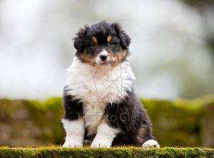 Funny Quotes Australian Shepherd Blue 850 X 567 71 Kb Jpeg