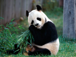 Giant Panda Information and Images