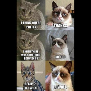 Grumpy Cat Quotes Titanic Most Popular Tags For This