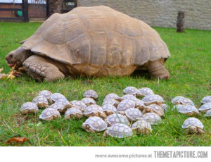 Funny photos funny turtle babies mom