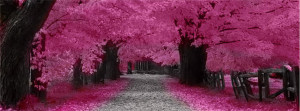 Pink-Trees-Facebook-Cover-Photo