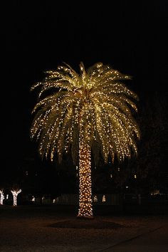 Christmas Palm Tree - Charleston, SC More