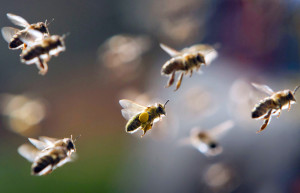 swarm-of-bees.png