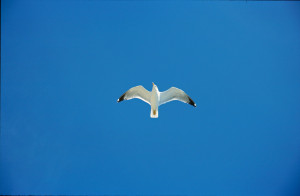 Jonathan Livingston Seagull Quotes-A doorway to inspiration!