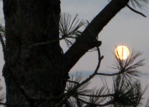 Oscar, Best Writing, Screenplay Written Directly for the Screen