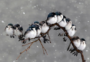 Blog • Plus belles photos Nature de l’année 2012 • Oiseaux ...