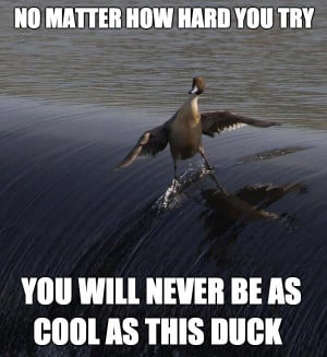 No matter how hard you try you will never be as cool as this duck ...