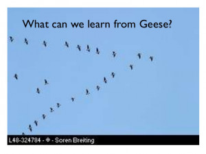 geese teamwork