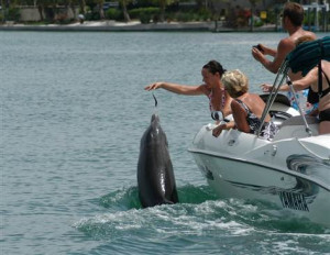 Sarasota Dolphin Research Program (photo taken under NMFS Scientific ...