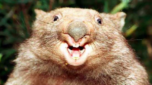 The wombat's cubic poop is one of nature's weirdest superpowers