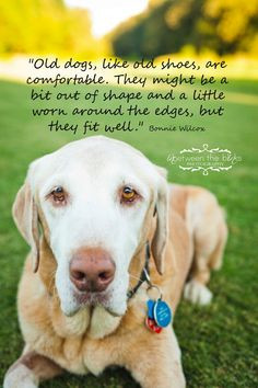 old dogs quotes Old dogs fit well,