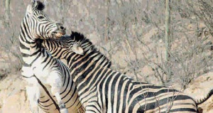 Avoid a brawl ... get your family to agree who gets what before youdie ...