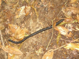 Earthworm Giant Worm