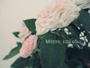 flowers, funny, greek, greek quotes