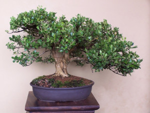 Re: The Old Oak Style – A possibility for Bonsai??