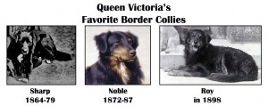 Queen_Victoria_Border_Collie_Sharp_Noble_and_Roy