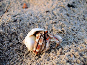 Hermit Crabs from the Beach