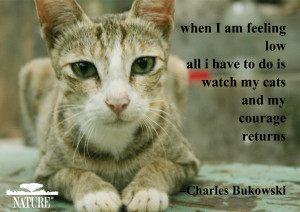 and share these pet postcards featuring famous quotes from animal ...