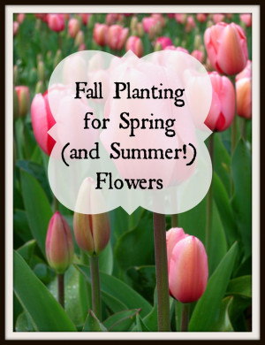 ... Planting For Spring, Flower Gardens, Fall Plants, Early Spring, Crocus