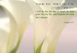 Dew for Israel (Hosea 14:5)