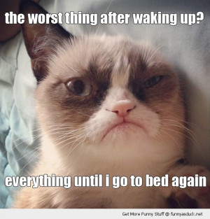 grumpy angry cat lolcat animal worst thing everything funny pics ...