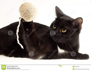cute-black-cats-hd-cute-black-cat-royalty-free-stock-photography ...