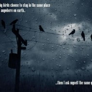always-wonder-why-birds-to-choose-to-stay-in-the-same-place-190x190 ...