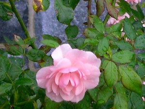 Admiring+quotes+for+girls