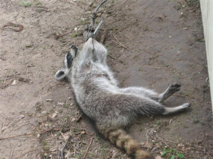 Name: Coon -1-Grizz Trap (Medium).jpgViews: 21578Size: 104.4 KB