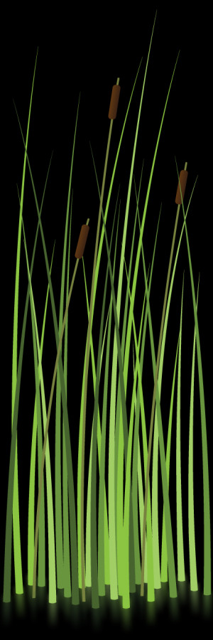 Florida Everglades Alligators