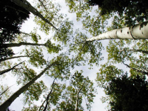 The best time to plant a tree was always 20 years ago. The second ...