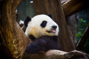 animal, bear, beautiful, cute, panda, panda bear, photo, photograph ...
