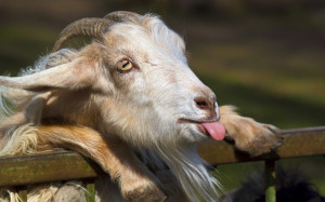 Funny Goat Pictures Animals goat face tongue humor