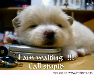 Cute Animals Quotescute Animals With Funny Quotes Laciudaddegerion ...