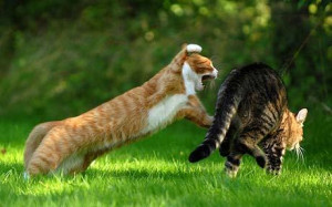 Epic Cat Fight
