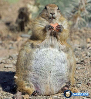 trust you got your belly filled yesterday ;-)