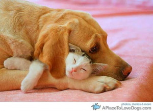 aplacetolovedogs:Cat finds a comfy spot cuddling in the paws of a dog