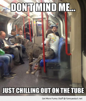 great dane love funny 3 great dane love funny 4