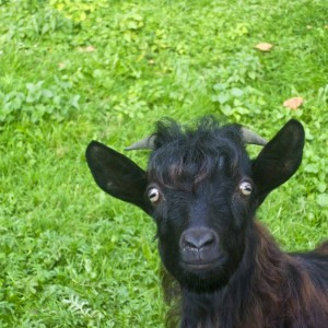 funny goat funny goat funny goat funny goat funny goat funny goat